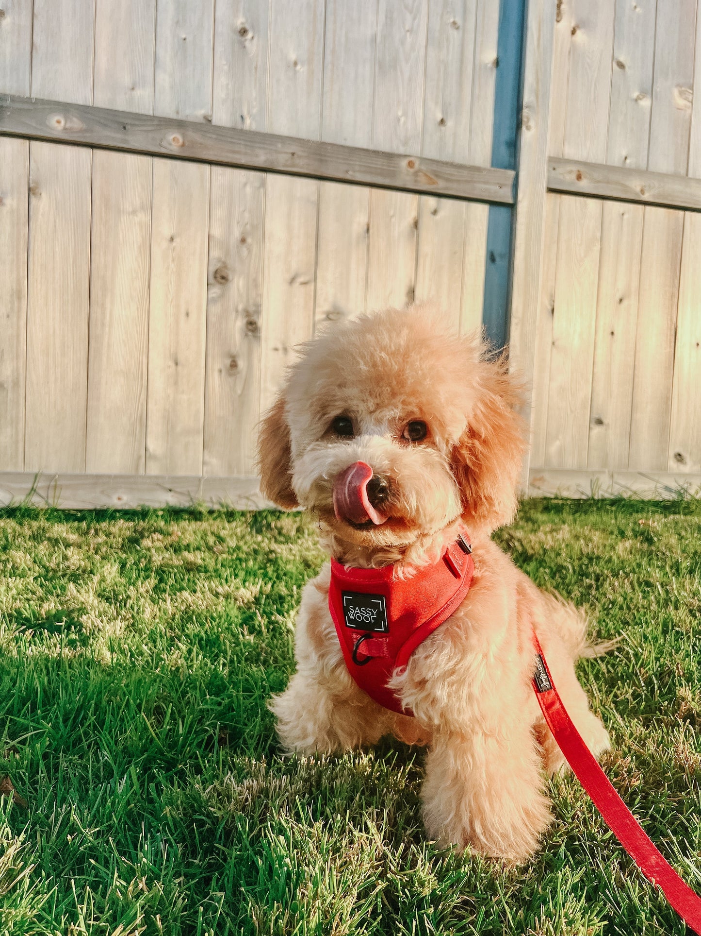 Dog Four Piece Bundle - Merlot