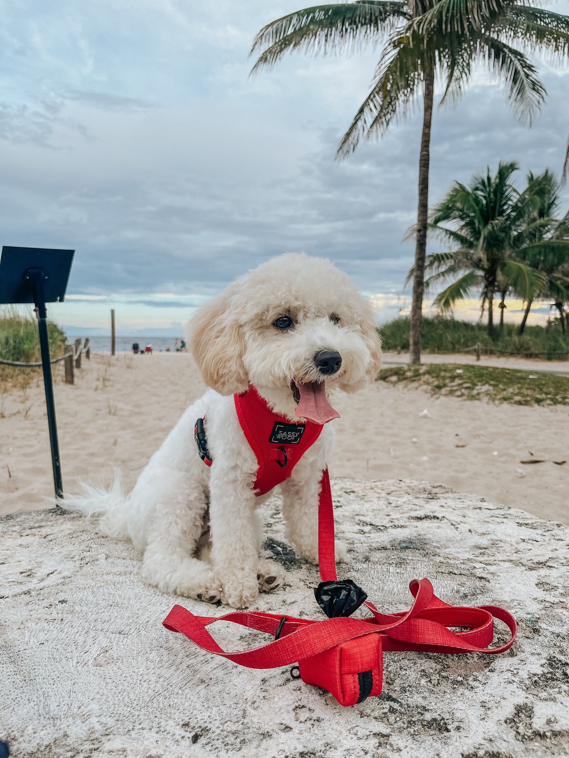 Dog Four Piece Bundle - Merlot