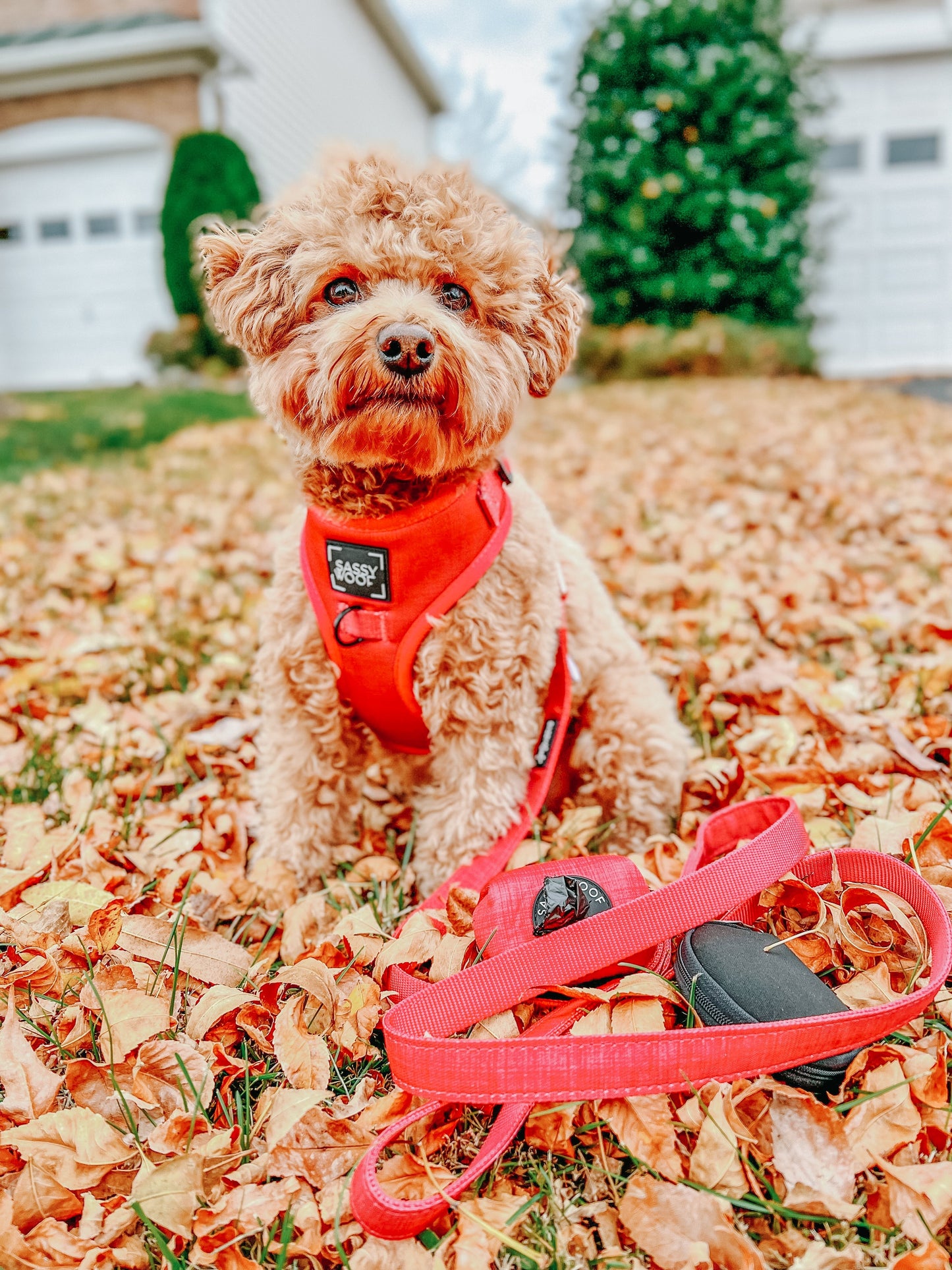 Dog Four Piece Bundle - Merlot