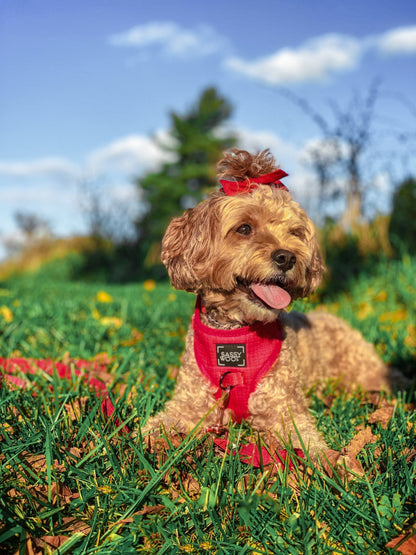 Dog Four Piece Bundle - Merlot