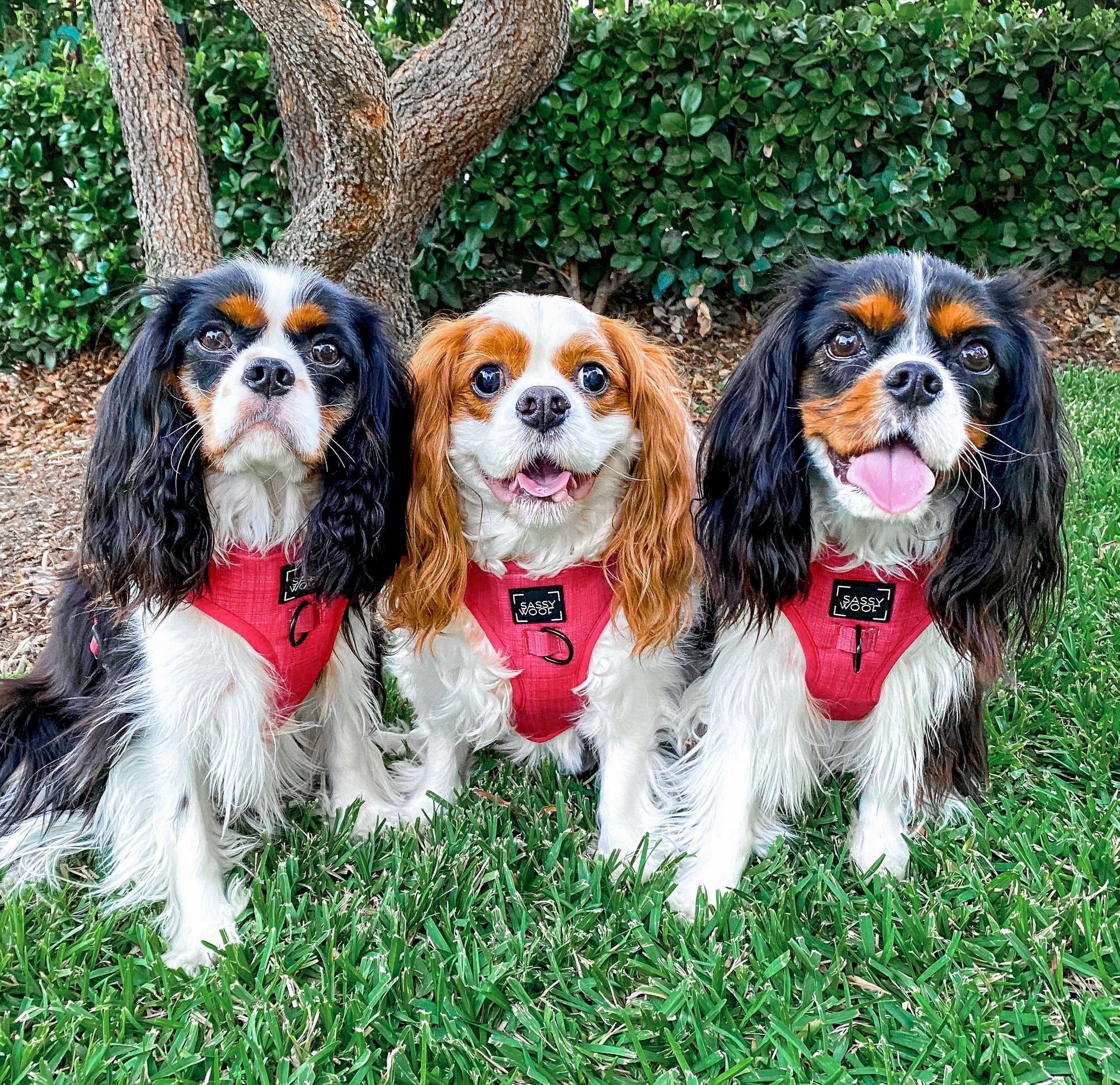 Dog Four Piece Bundle - Merlot